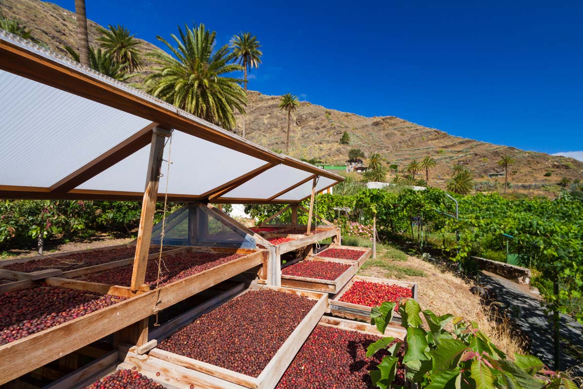 Granos de café en el valle de Agaete