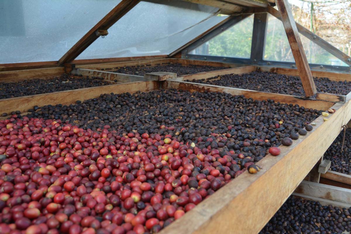 Granos de café de Finca La Laja en el valle de Agaete